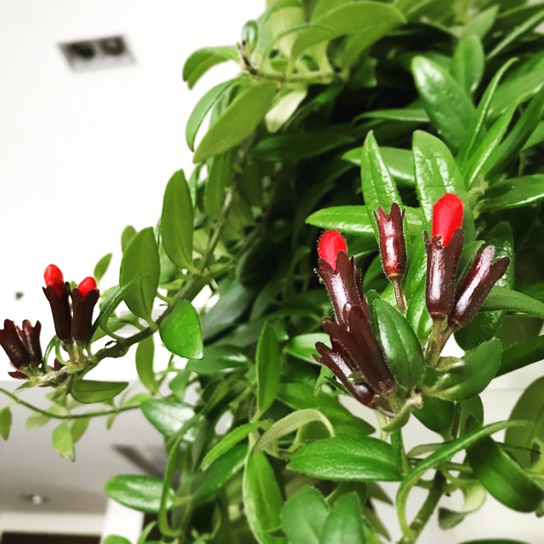 The Impact of Legalising Marijuana on Society and the Economy