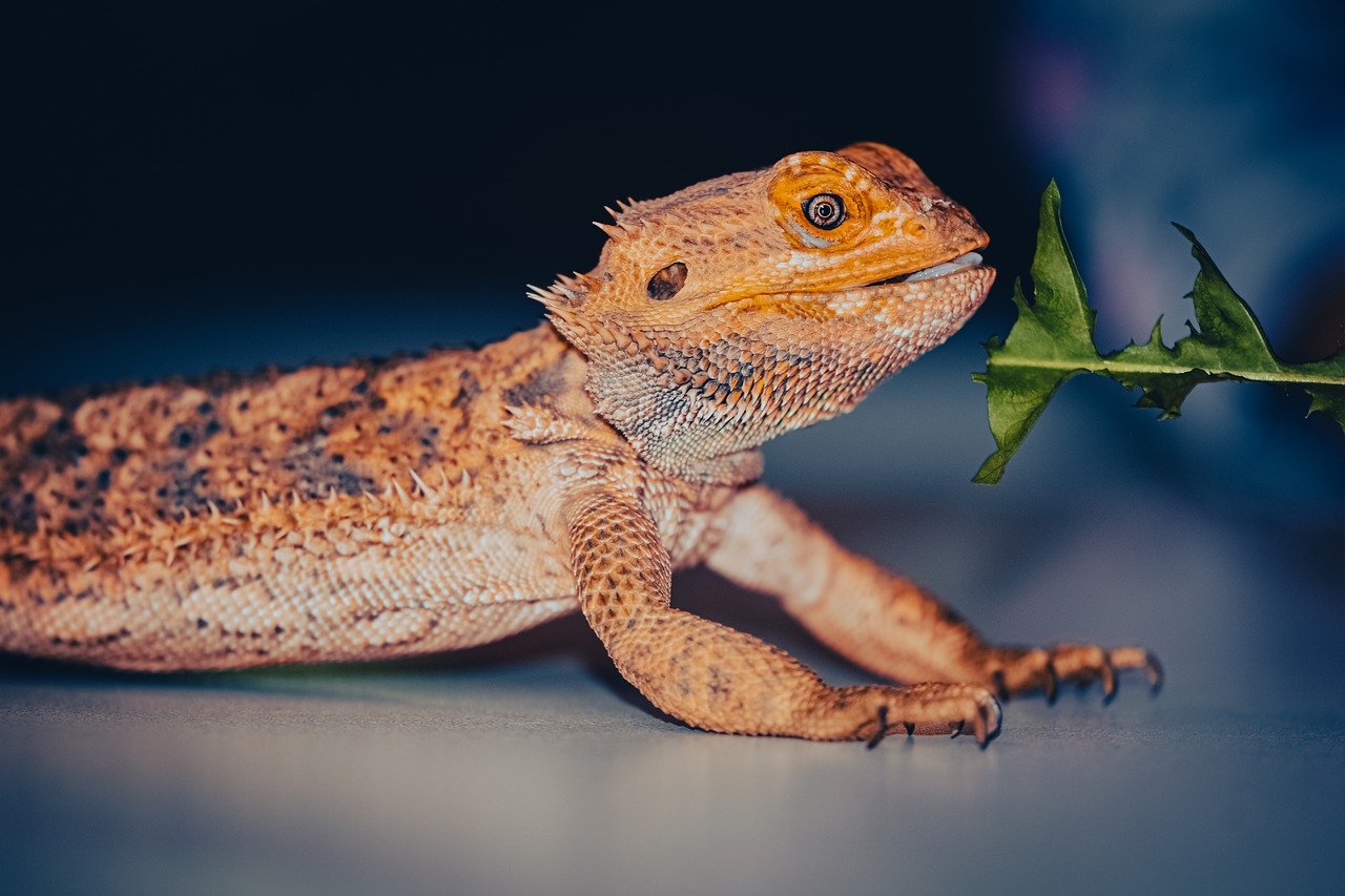 5-Signs-That-Your-Bearded-Dragon-is-Sick.jpg