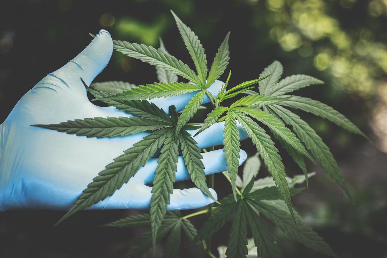 5-Ways-To-Find-The-Best-Websites-For-Celling-CBD-Products.jpg