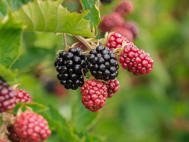 5 Food Items That Boost Your Energy Level