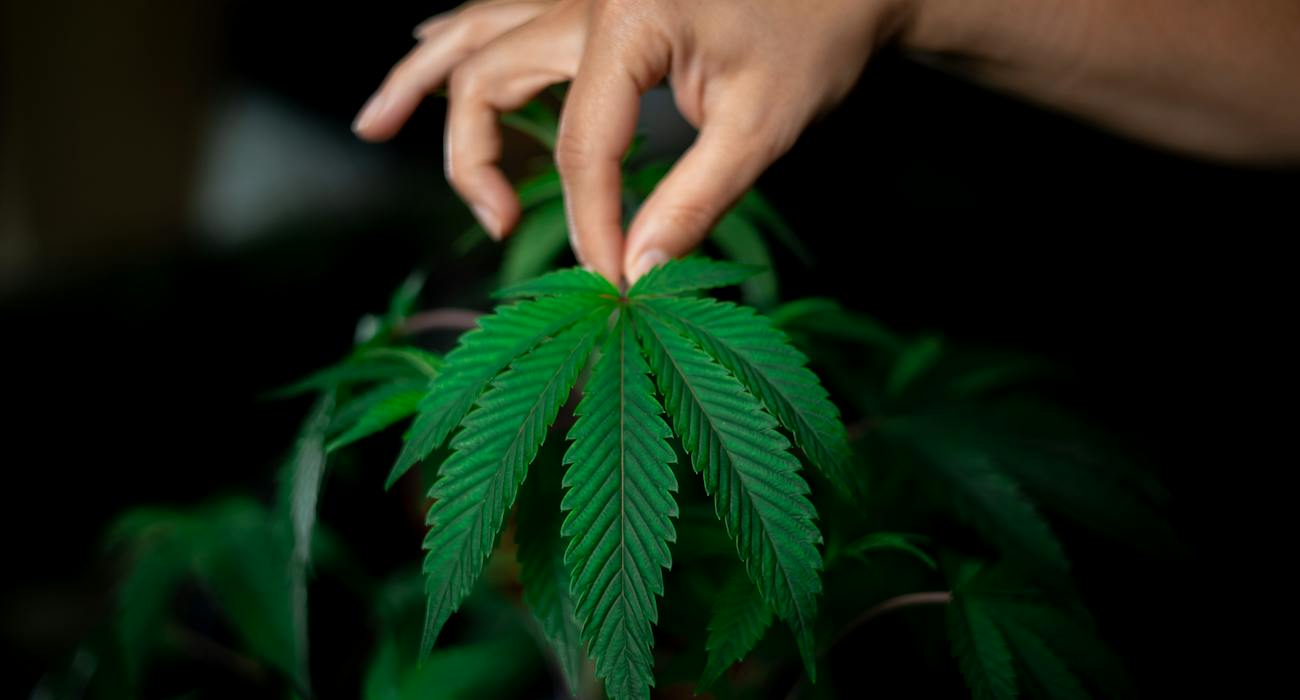 Common-Mistakes-to-Avoid-in-Cannabis-Cultivation.jpg