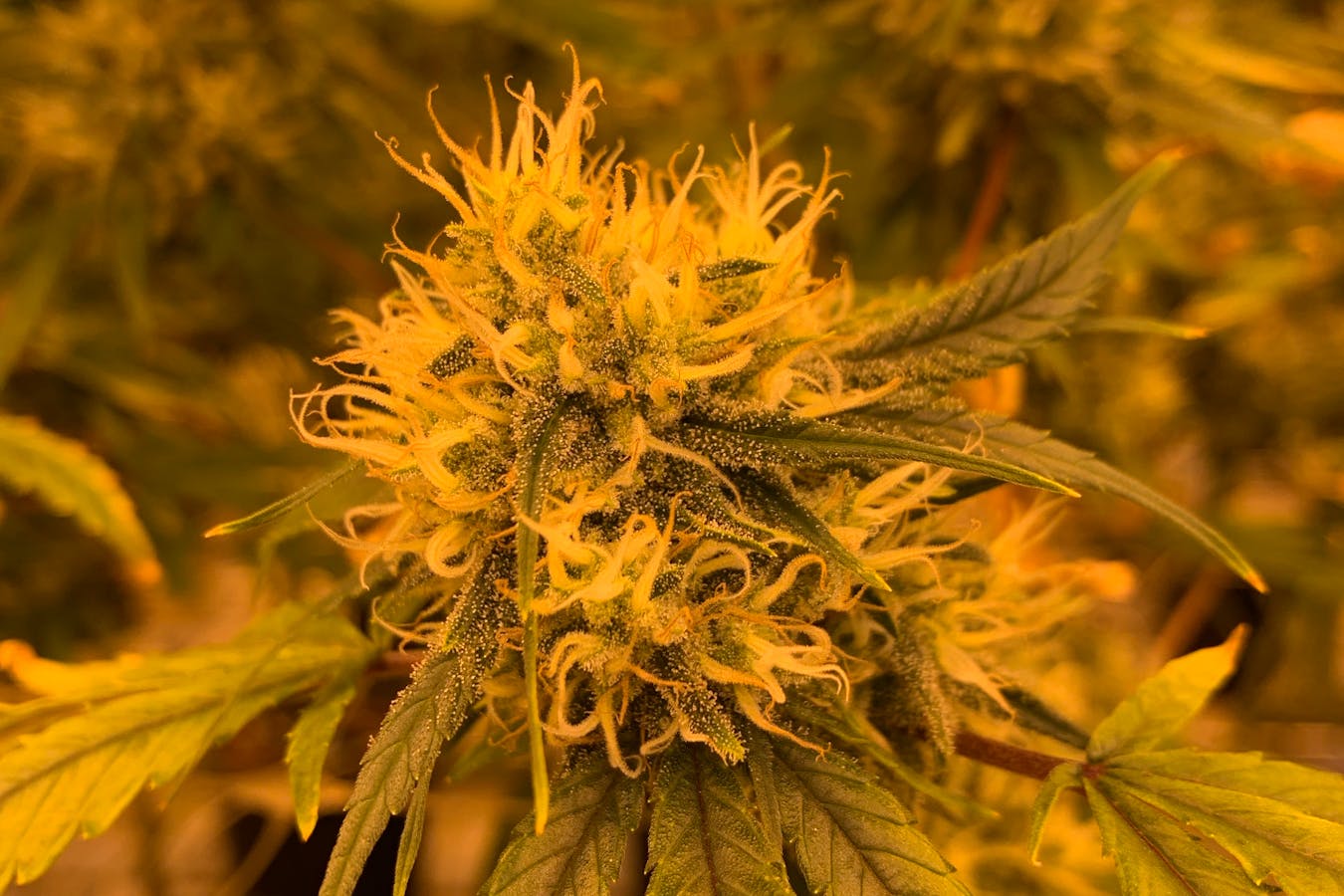 Exploring-Cannabis-A-Natural-Remedy-and-Its-Modern-Day-Relevance.jpg