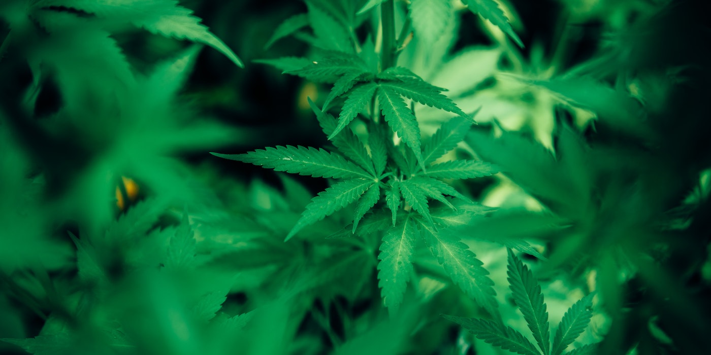 How-States-Have-Begun-to-Legalize-Medical-Marijuana.jpg