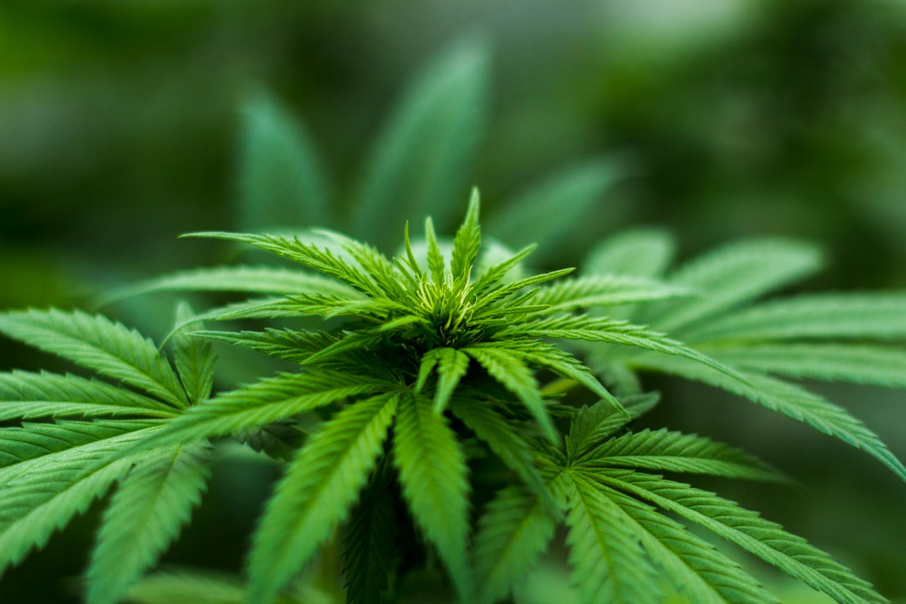 Rise-of-CBD-and-Guest-Blogging-Activism-to-Promote-Awareness.jpg