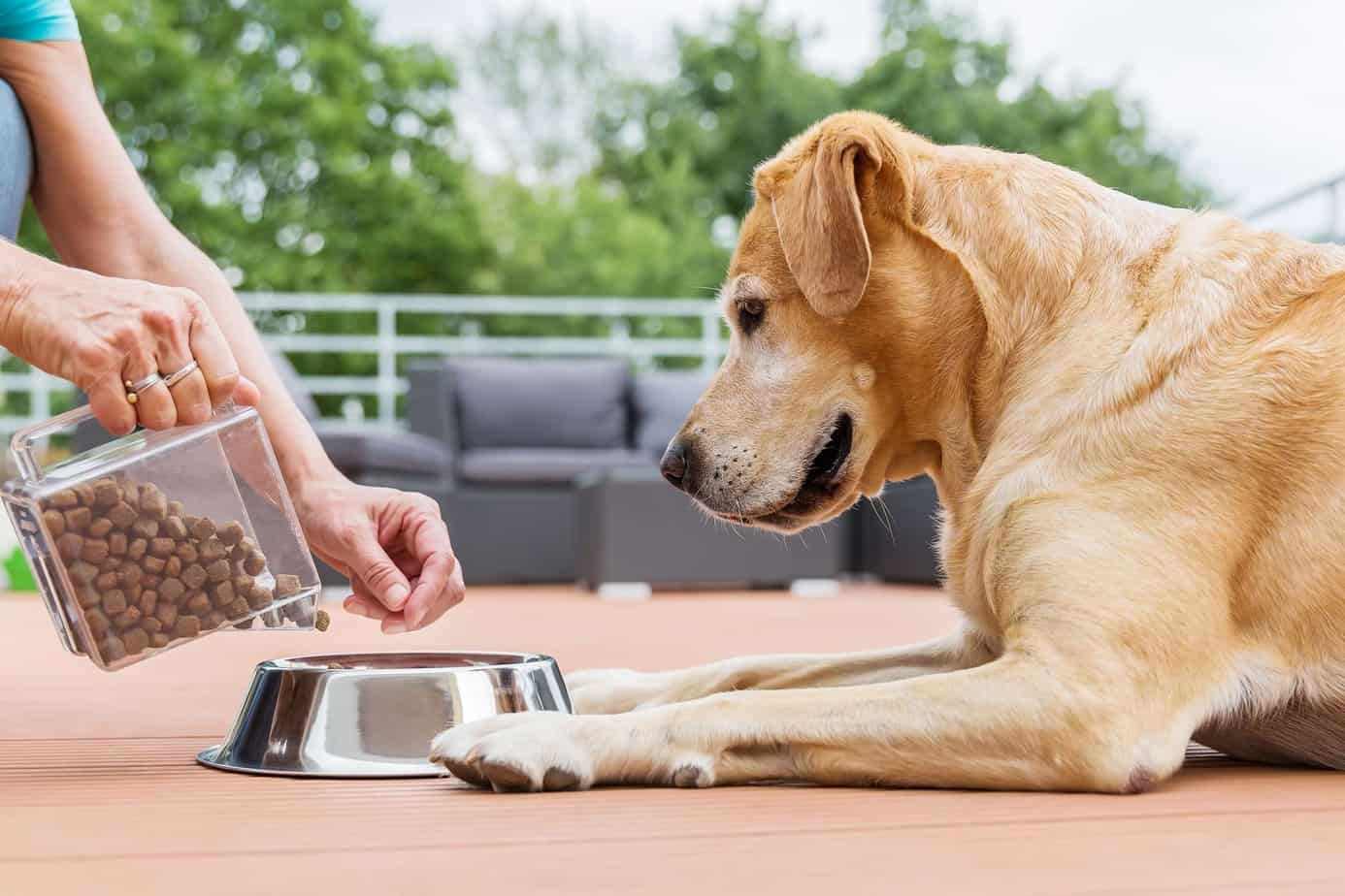 The-Science-of-Slow-Feeding-Enhancing-Digestion-and-Preventing-Bloat-with-Specialized-Pet-Tableware.jpg