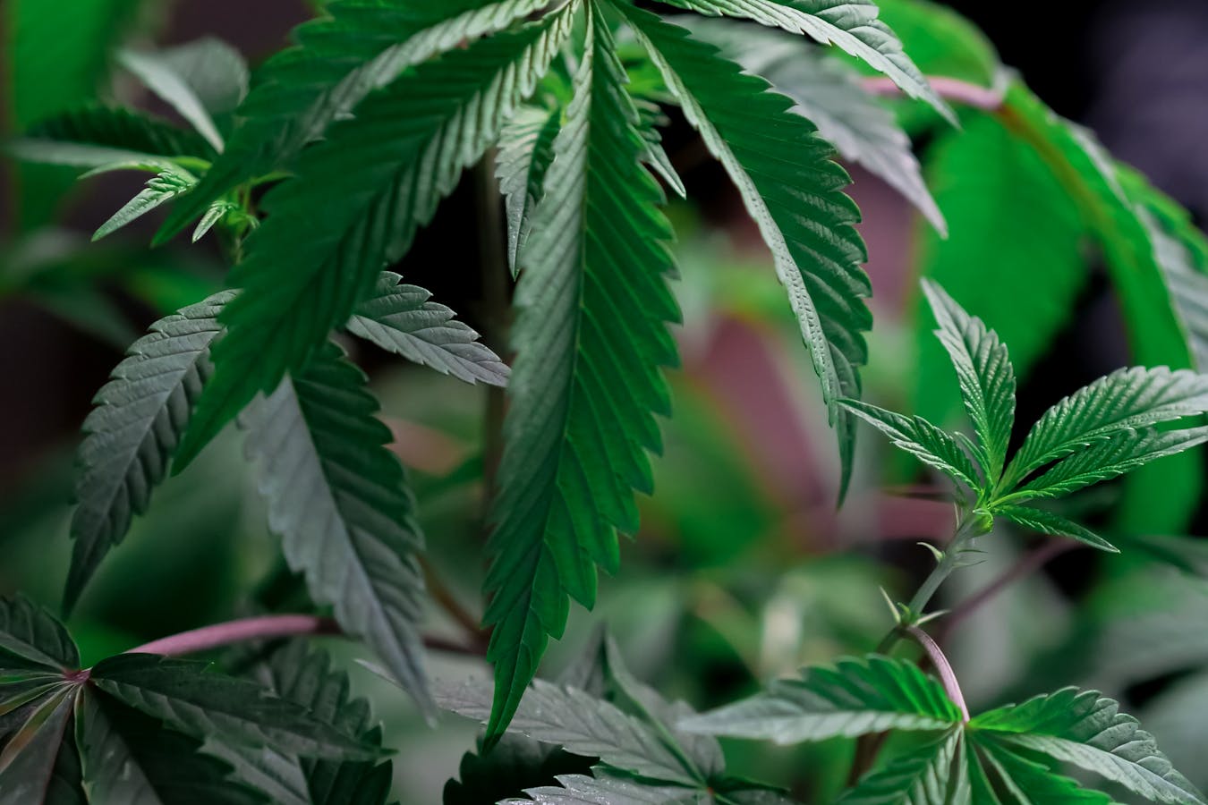 Understanding-the-Health-Impact-of-Cannabis-Benefits-and-Risks.jpg