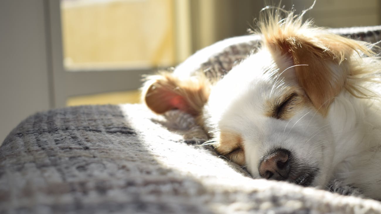 Unleashing-the-Potential-of-Pet-Store-Franchises.jpg