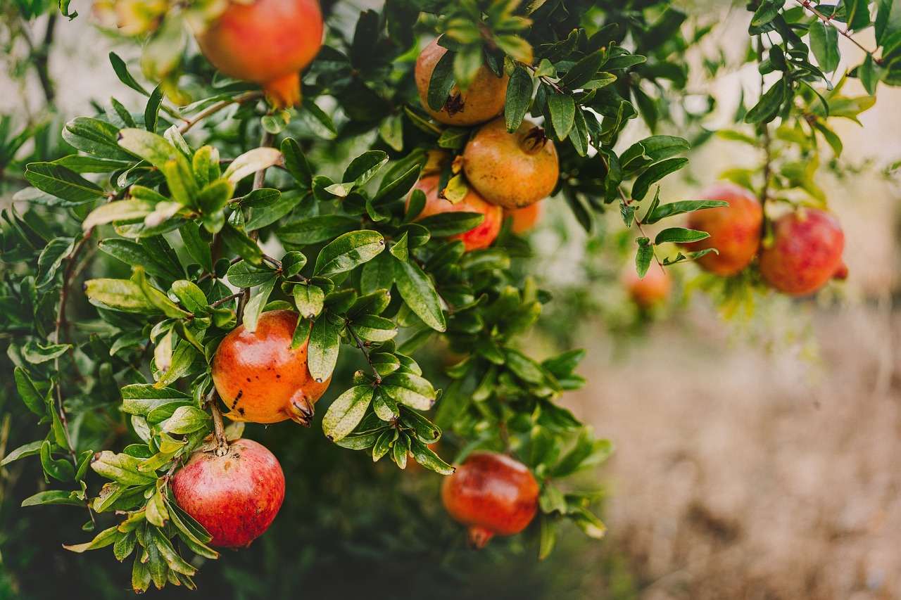 What-Is-the-Significance-of-the-Pomegranate-in-Jewish-Culture.jpg