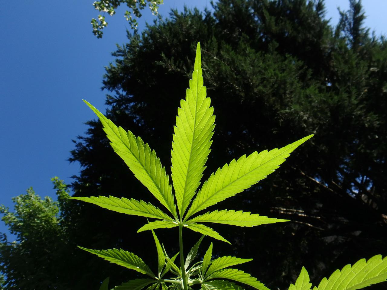 cannabis-1382955_1280-(1).jpg
