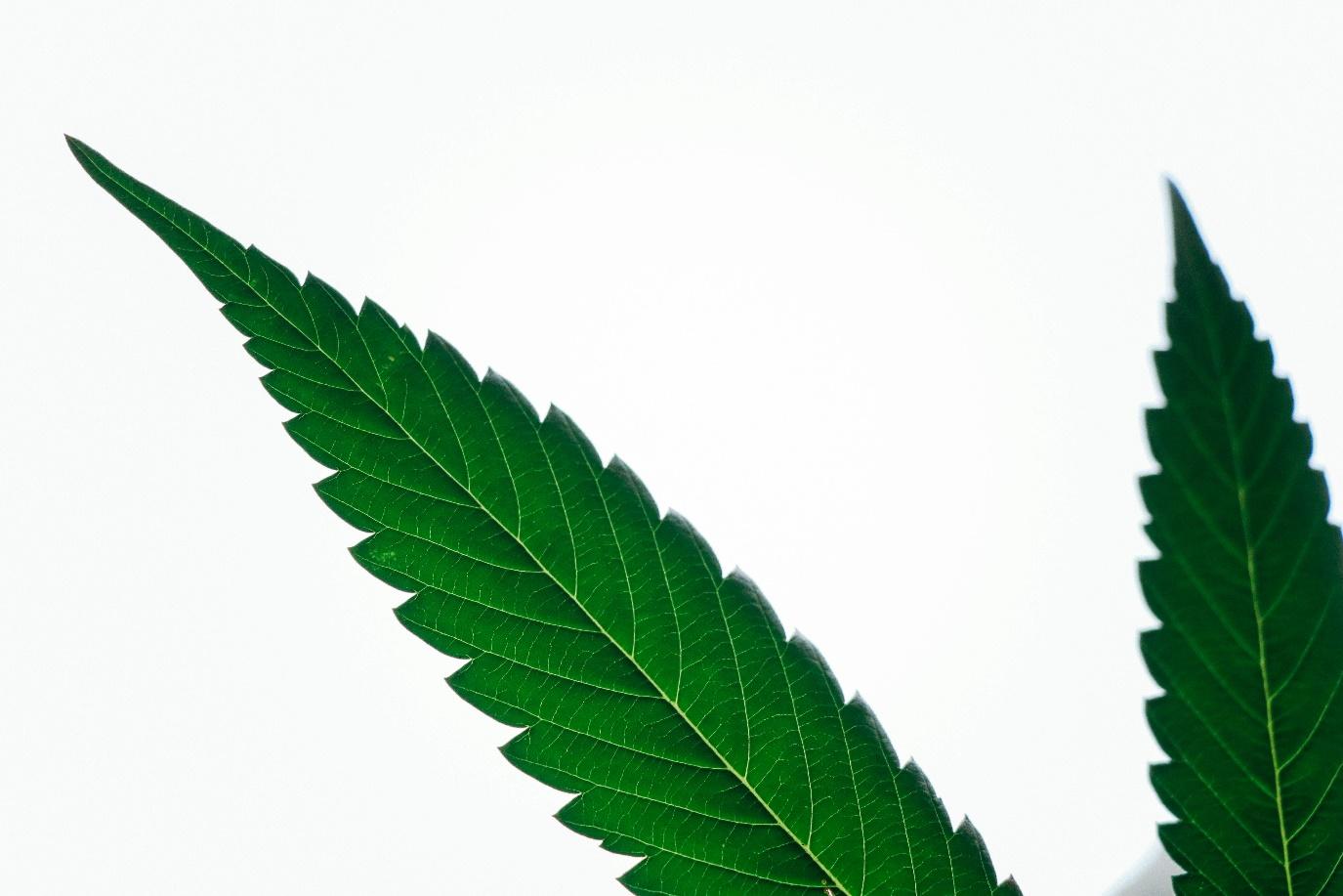 cannabis.jpg